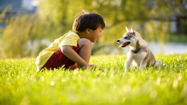 boys and a dog homemaking homeschooling tips for busy folks