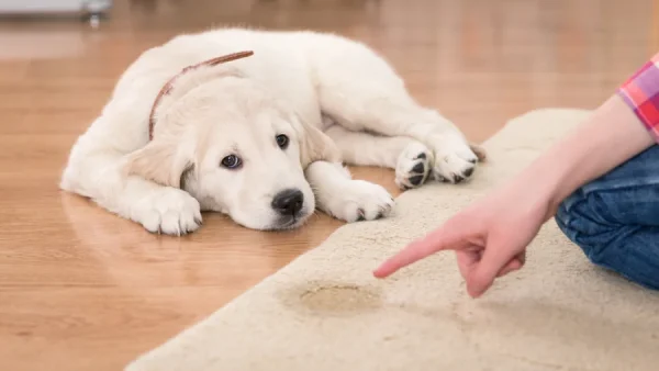 Clean Dog