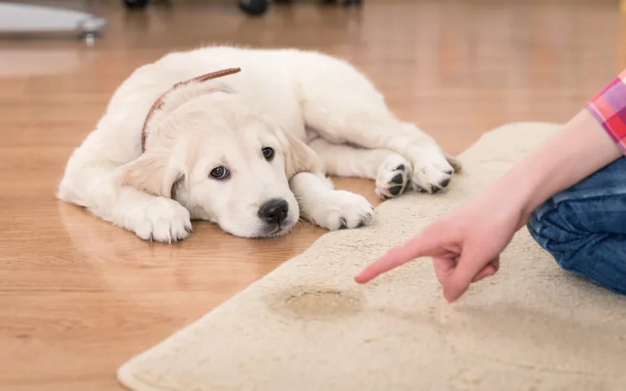 Clean Dog